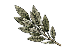 Sage leaves
